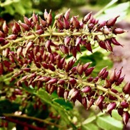 Weinmannia tinctoria.tan rouge.bois de tan.( infrutescences ).cunoniaceae.endémique Réunion. Maurice.jpeg